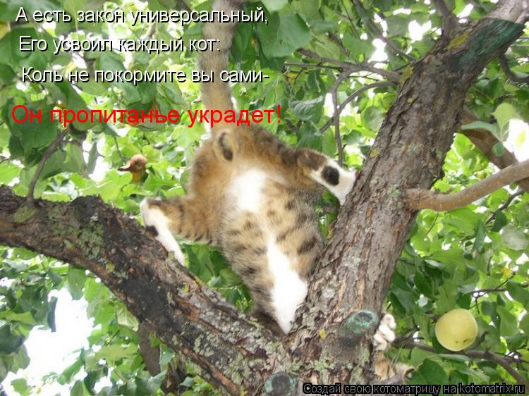 А есть закон универсальный, Его усвоил каждый кот: Коль не покормите вы сами- Он пропитанье украде... Котоматрица: А есть закон универсальный, Его усвоил каждый кот: Коль не покормите вы сами- Он пропитанье украдет!