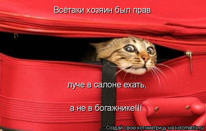 Всётаки хозяин был прав луче в салоне ехать, а не в богажнике!!!... Котоматрица: Всётаки хозяин был прав луче в салоне ехать, а не в богажнике!!!