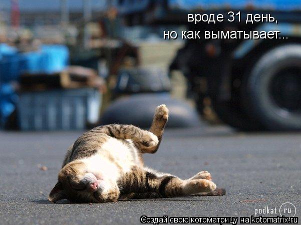 вроде 31 день, но как выматывает...... Котоматрица: вроде 31 день, но как выматывает...