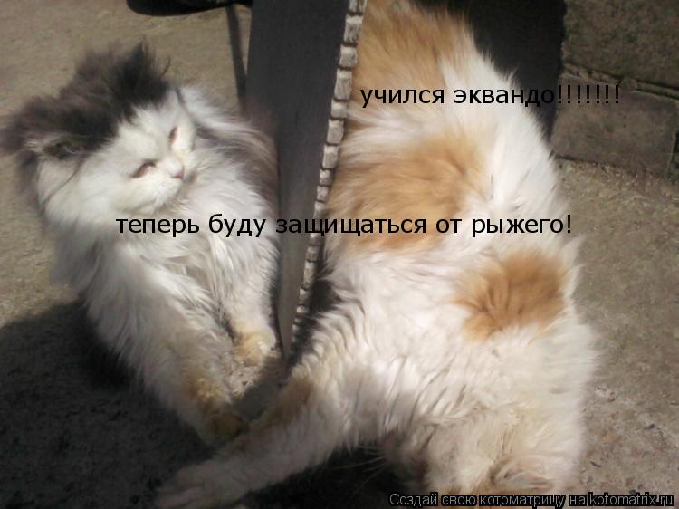 учился эквандо!!!!!!! теперь буду защищаться от рыжего!... Котоматрица: учился эквандо!!!!!!! теперь буду защищаться от рыжего!