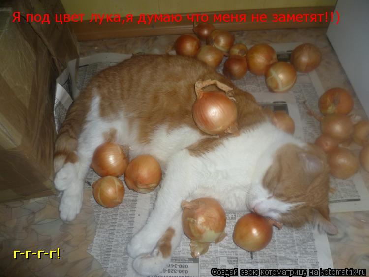 Я под цвет лука,я думаю что меня не заметят!!) г-г-г-г!... Котоматрица: Я под цвет лука,я думаю что меня не заметят!!) г-г-г-г!