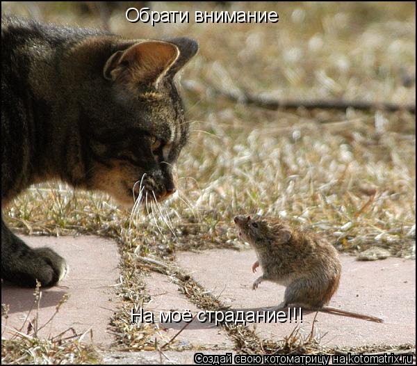 Обрати внимание На моё страдание!!!... Котоматрица: Обрати внимание На моё страдание!!!