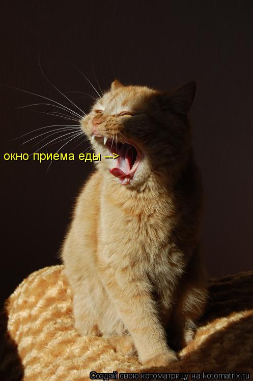 окно приема еды -->... Котоматрица: окно приема еды -->