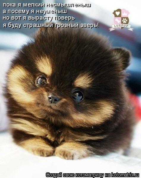 пока я мелкий несмышленыш а посему я неуменыш но вот я вырасту поверь я буду страшный грозный зверь!... Котоматрица: пока я мелкий несмышленыш а посему я неуменыш но вот я вырасту поверь я буду страшный грозный зверь!