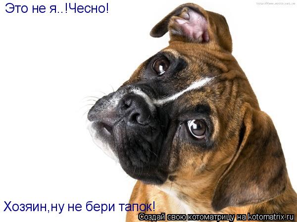 Это не я..!Чесно! Хозяин,ну не бери тапок!... Котоматрица: Это не я..!Чесно! Хозяин,ну не бери тапок!