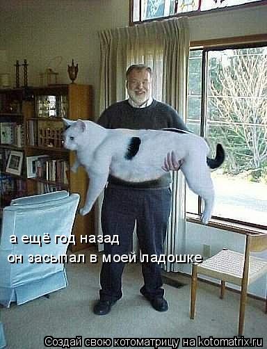он засыпал в моей ладошке а ещё год назад... Котоматрица: он засыпал в моей ладошке а ещё год назад