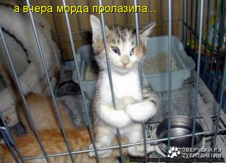 а вчера морда пролазила...... Котоматрица: а вчера морда пролазила...