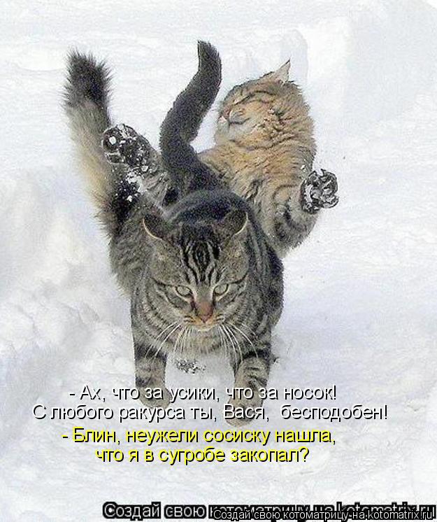 Котоматрица: - Ах, что за усики, что за носок!  - Блин, неужели сосиску нашла,  что я в сугробе закопал?   С любого ракурса ты, Вася,  бесподобен!