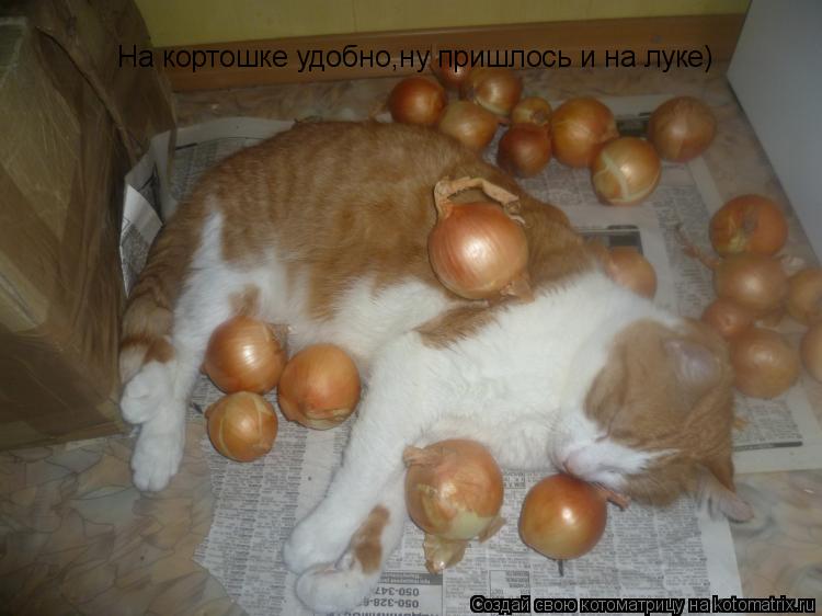 На кортошке удобно,ну пришлось и на луке)... Котоматрица: На кортошке удобно,ну пришлось и на луке)