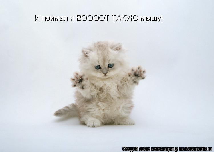 И поймал я ВООООТ ТАКУЮ мышу!... Котоматрица: И поймал я ВООООТ ТАКУЮ мышу!
