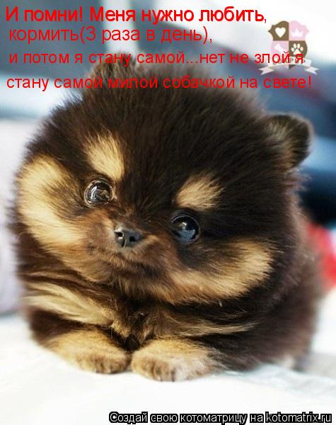 И помни! Меня нужно любить И помни! Меня нужно любить, кормить(3 раза в день), и потом я стану самой.... Котоматрица: И помни! Меня нужно любить И помни! Меня нужно любить, кормить(3 раза в день), и потом я стану самой...нет не злой я стану самой милой собачкой н