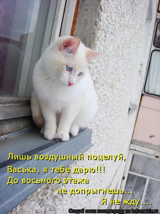 Котоматрица: Лишь воздушный поцелуй, Васька, я тебе дарю!!! До восьмого этажа  не допрыгнешь... Я не жду....