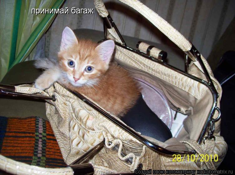 принимай багаж... Котоматрица: принимай багаж