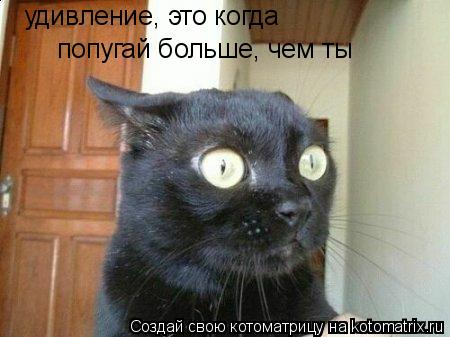 удивление, это когда попугай больше, чем ты... Котоматрица: удивление, это когда попугай больше, чем ты