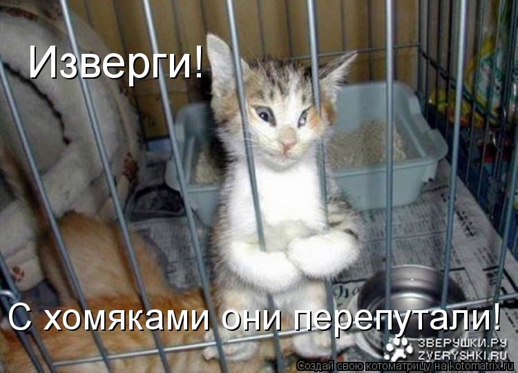 Изверги! С хомяками они перепутали!... Котоматрица: Изверги! С хомяками они перепутали!