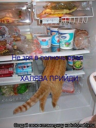 Не зря в полночь орал ХАЛЯВА ПРИЙДИ... Котоматрица: Не зря в полночь орал ХАЛЯВА ПРИЙДИ