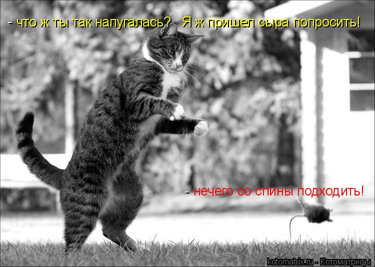 что ж ты так напугалась? Я ж пришел сыра попросить! нечего со спины подходить! - -... Котоматрица: что ж ты так напугалась? Я ж пришел сыра попросить! нечего со спины подходить! - -