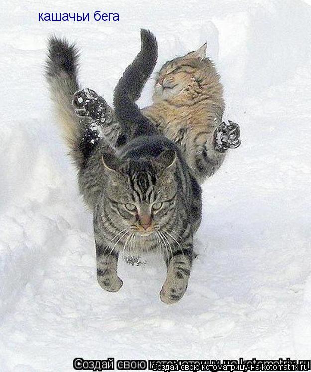 кашачьи бега... Котоматрица: кашачьи бега