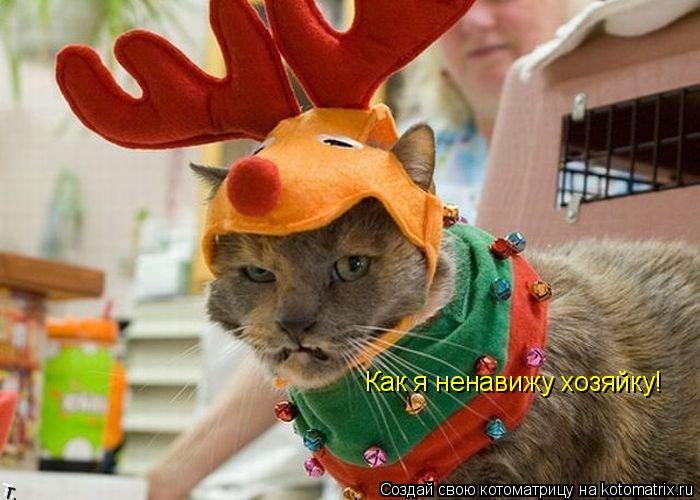 Как я ненавижу хозяйку!... Котоматрица: Как я ненавижу хозяйку!