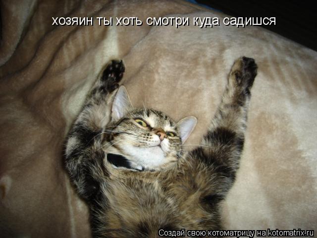 хозяин ты хоть смотри куда садишся... Котоматрица: хозяин ты хоть смотри куда садишся