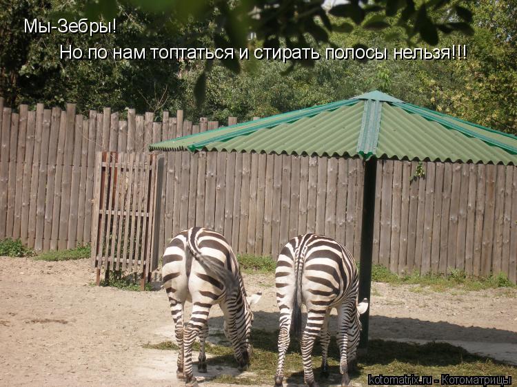 Мы-Зебры! Но по нам топтаться и стирать полосы нельзя!!!... Котоматрица: Мы-Зебры! Но по нам топтаться и стирать полосы нельзя!!!