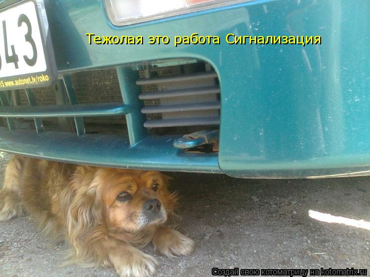 Тежолая это работа Сигнализация... Котоматрица: Тежолая это работа Сигнализация