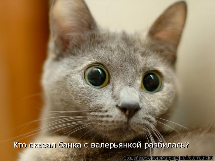 Кто сказал банка с валерьянкой разбилась?... Котоматрица: Кто сказал банка с валерьянкой разбилась?