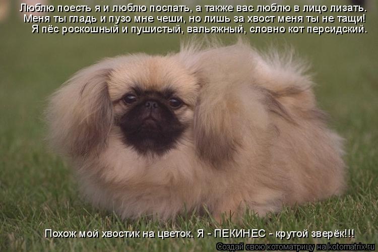 Люблю поесть я и люблю поспать, а также вас люблю в лицо лизать. Меня ты гладь и пузо мне чеши, но ли... Котоматрица: Люблю поесть я и люблю поспать, а также вас люблю в лицо лизать. Меня ты гладь и пузо мне чеши, но лишь за хвост меня ты не тащи! Я пёс роскошны