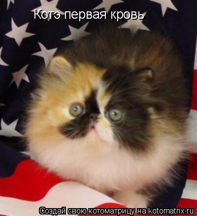Котэ первая кровь... Котоматрица: Котэ первая кровь