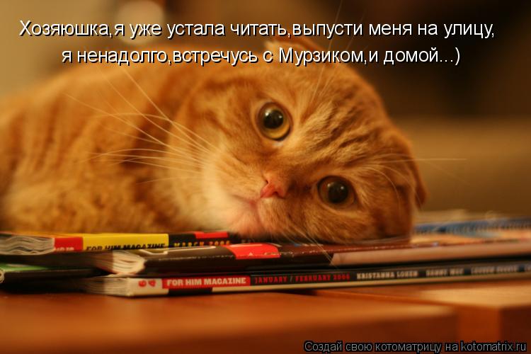 Хозяюшка,я уже устала читать,выпусти меня на улицу, я ненадолго,встречусь с Мурзиком,и домой...)... Котоматрица: Хозяюшка,я уже устала читать,выпусти меня на улицу, я ненадолго,встречусь с Мурзиком,и домой...)