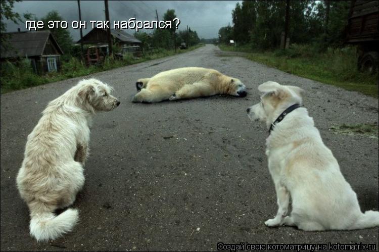 где это он так набрался?... Котоматрица: где это он так набрался?