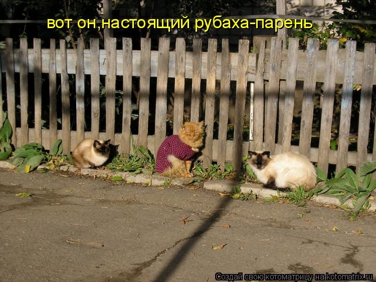 вот он,настоящий рубаха-парень... Котоматрица: вот он,настоящий рубаха-парень