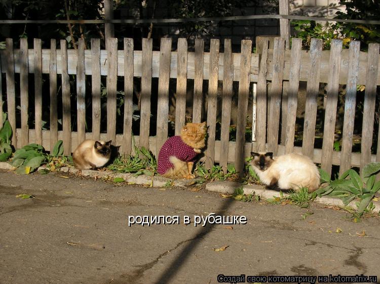 родился в рубашке... Котоматрица: родился в рубашке