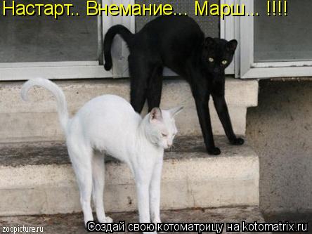 Настарт.. Внемание... Марш... !!!!... Котоматрица: Настарт.. Внемание... Марш... !!!!