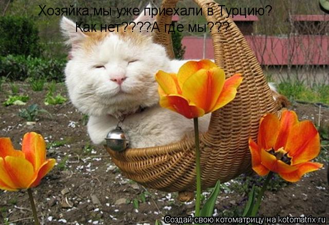 Хозяйка,мы уже приехали в Турцию? Как нет????А где мы???... Котоматрица: Хозяйка,мы уже приехали в Турцию? Как нет????А где мы???