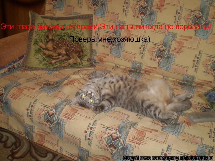 Эти глаза никогда не врали!Эти лапы никогда не воровали! Поверь мне,хозяюшка)... Котоматрица: Эти глаза никогда не врали!Эти лапы никогда не воровали! Поверь мне,хозяюшка)