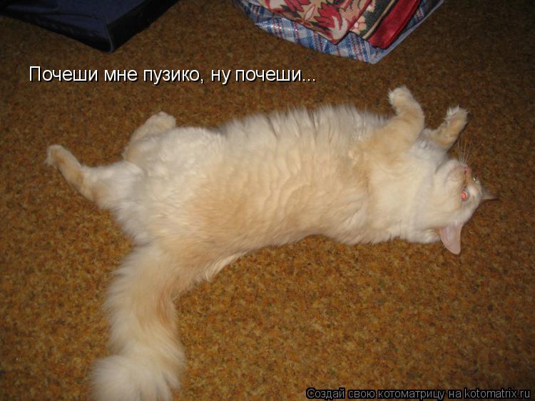 Почеши мне пузико, ну почеши...... Котоматрица: Почеши мне пузико, ну почеши...