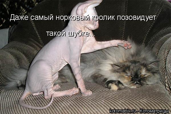 Даже самый норковый кролик позовидует такой шубке...... Котоматрица: Даже самый норковый кролик позовидует такой шубке...