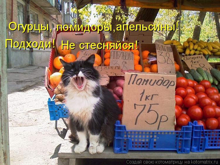 Огурцы, помидоры, апельсины! Подходи! Не стесняйся!... Котоматрица: Огурцы, помидоры, апельсины! Подходи! Не стесняйся!