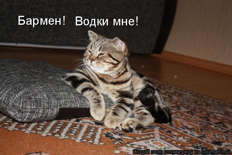 Бармен! Водки мне!... Котоматрица: Бармен! Водки мне!