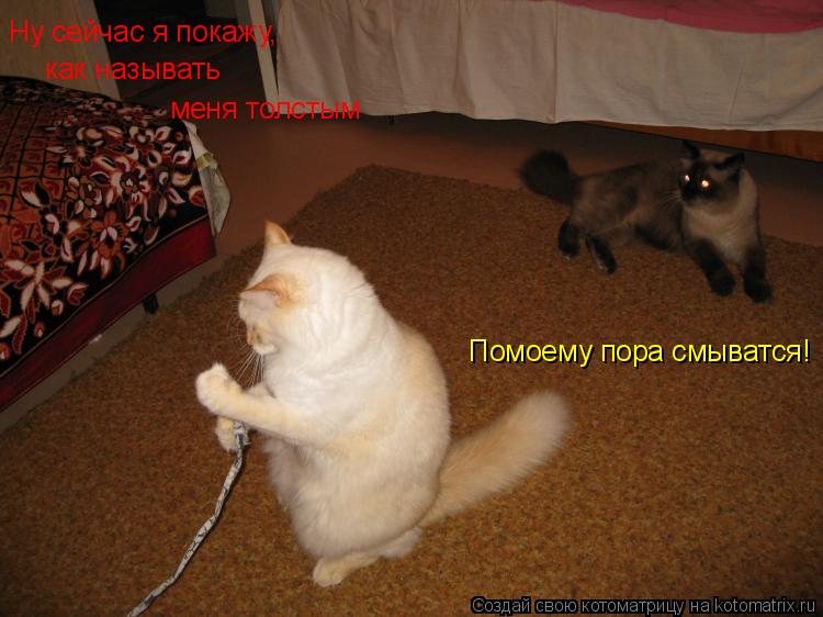 Ну сейчас я покажу, как называть меня толстым Помоему пора смыватся!... Котоматрица: Ну сейчас я покажу, как называть меня толстым Помоему пора смыватся!
