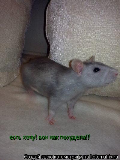 есть хочу! вон как похудела!!!... Котоматрица: есть хочу! вон как похудела!!!