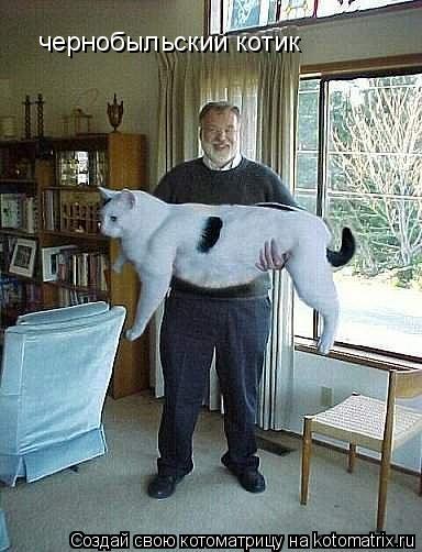 чернобыльский котик... Котоматрица: чернобыльский котик