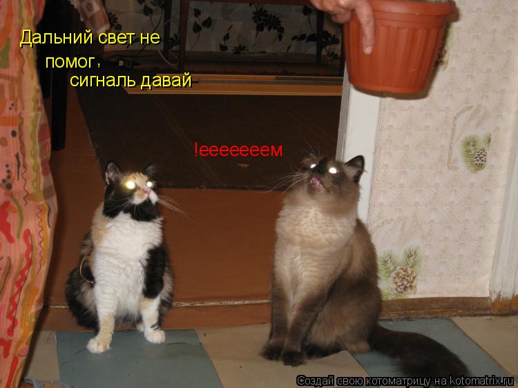 Дальний свет не помог сигналь давай !ееееееем ,... Котоматрица: Дальний свет не помог сигналь давай !ееееееем ,