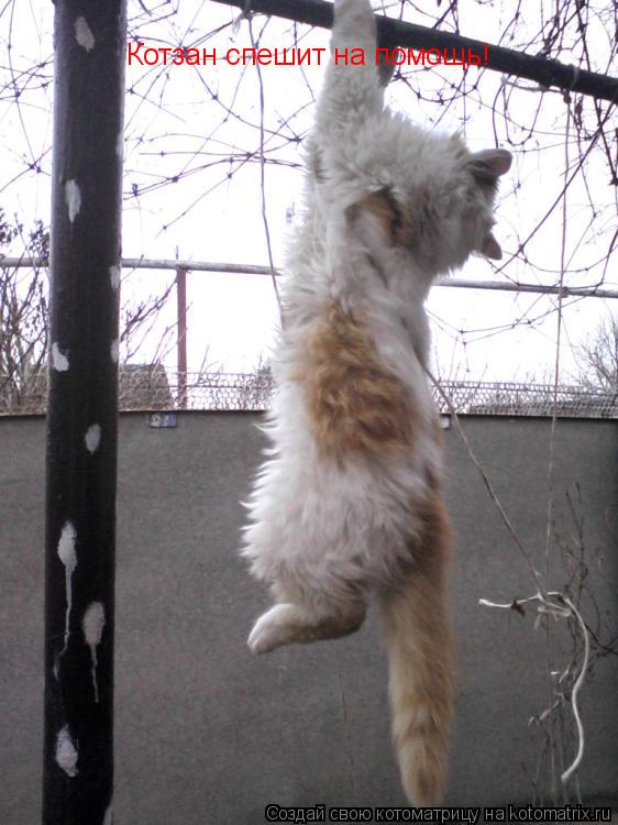 Котзан спешит на помощь!... Котоматрица: Котзан спешит на помощь!