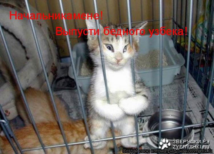 Начальникамене! Выпусти бедного узбека!... Котоматрица: Начальникамене! Выпусти бедного узбека!