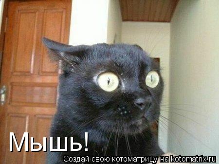 Мышь!... Котоматрица: Мышь!
