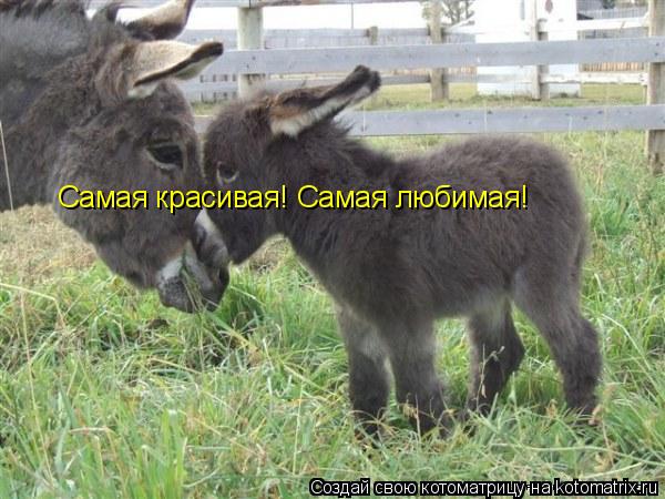 Самая красивая! Самая любимая!... Котоматрица: Самая красивая! Самая любимая!