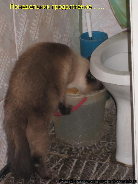 Понедельник продолжение ......... Котоматрица: Понедельник продолжение ......