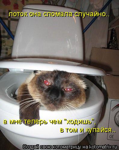 лоток она сломала случайно.. в том и купайся.. а мне теперь чем "ходишь",... Котоматрица: лоток она сломала случайно.. в том и купайся.. а мне теперь чем "ходишь",